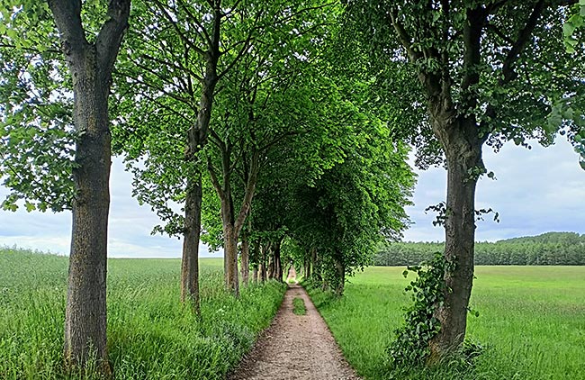 Ostseebad Boltenhagen - Urwald in Tarnewitz