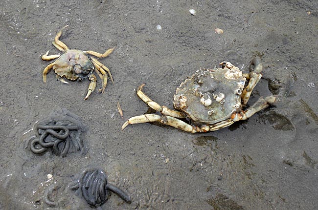 Büsum - Dead crabs in the tidal flats