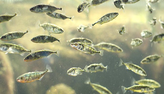Fische im Aquarium - Bremen sehenswert - distant places