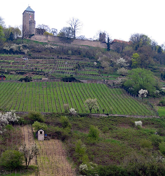 Heppenheim - View of Starkenburg over the vineyards
