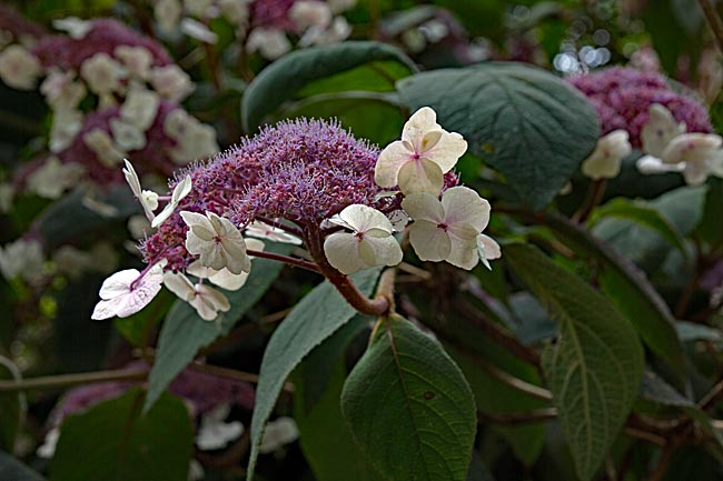 Kiel - Rough Hydrangea native to China in the Old Botanical Garden