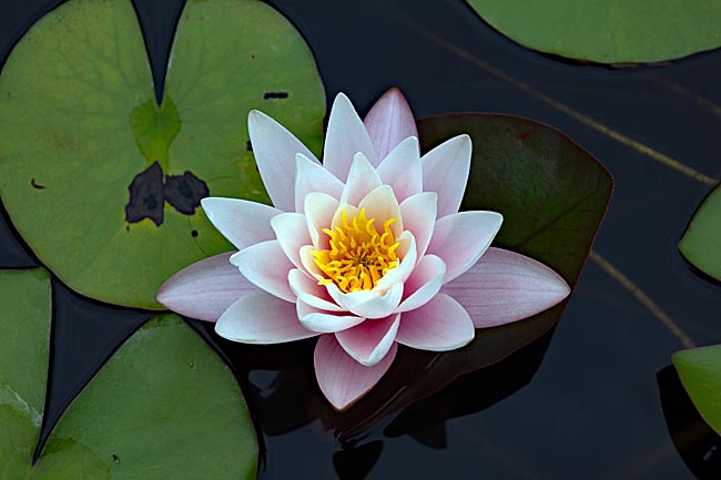 Kiel - Water lily in the Botanical Garden's outdoor area