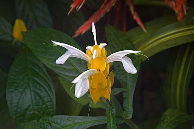 Kiel - Lily in the Botanical Garden
