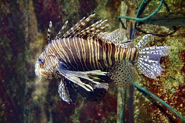 Kiel - GEOMAR - Aquarium - From warmer waters - a lionfish