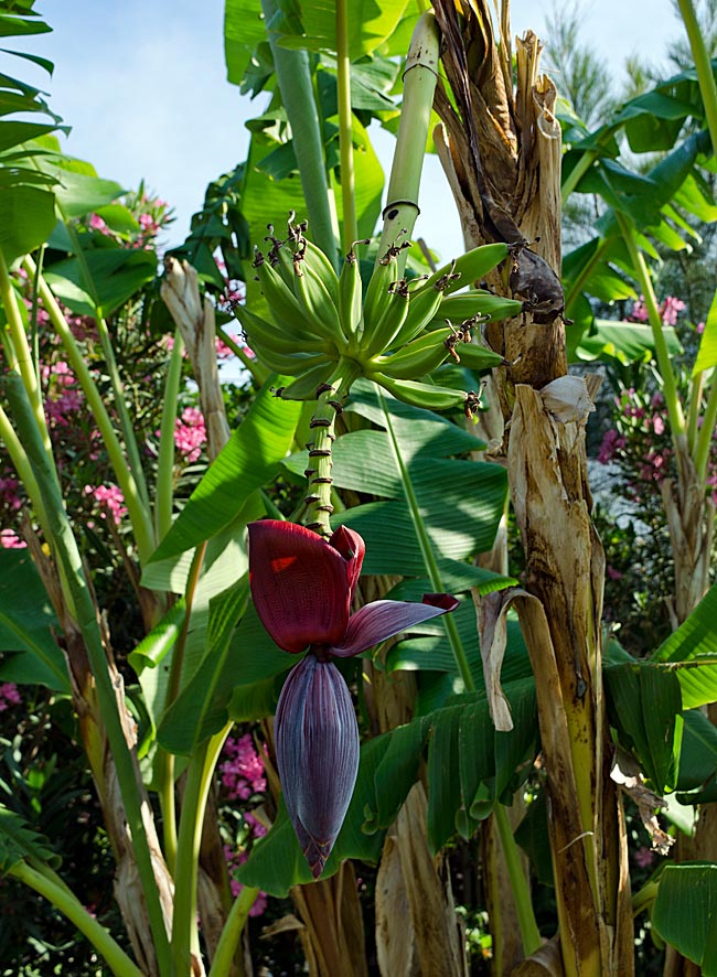 Kos in Greece - Tigaki - A culinary discovery in a hotel complex: a banana tree