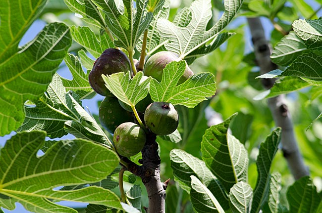 Kos in Greece - Figs on a tree
