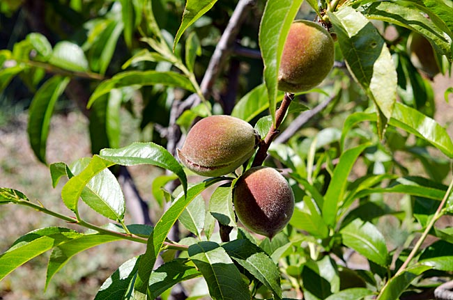 Kos in Greece - Unripe almonds