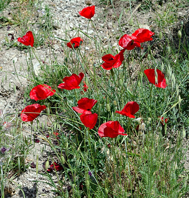 Kos in Greece - Poppies by the roadside