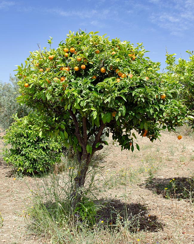 Kos in Greece - Orange tree at the roadside