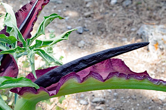 Kos in Greece - Paleo Pyli - Interesting plant between the ruins