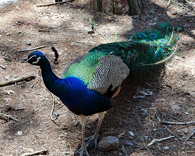 Kos in Greece - peacock