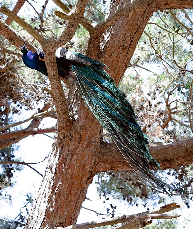 Kos in Greece - Peacock in a tree