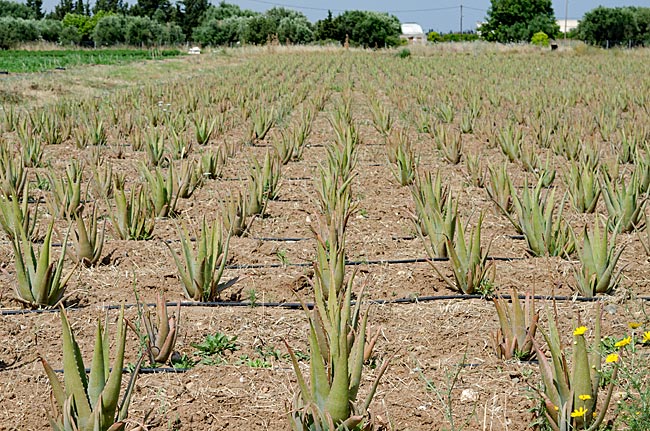 Kos in Greece - Pyli - Aloe vera