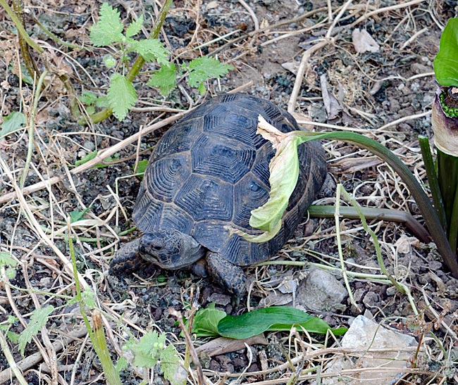 Kos in Greece - Whether on land or in water, turtles are commonly found throughout Greece, such as this tortoise in Paleo Pyli.