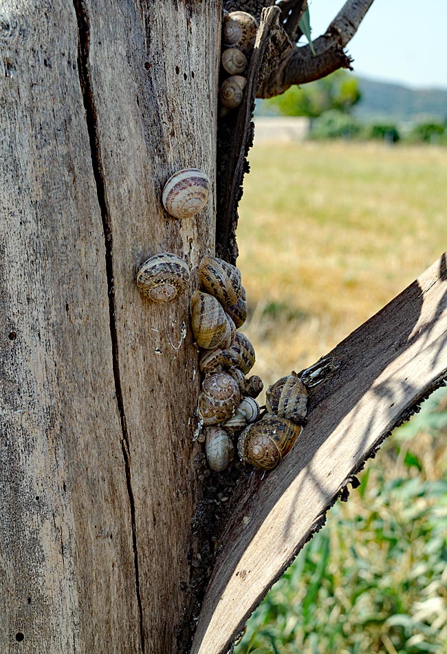 Kos in Greece - Snails
