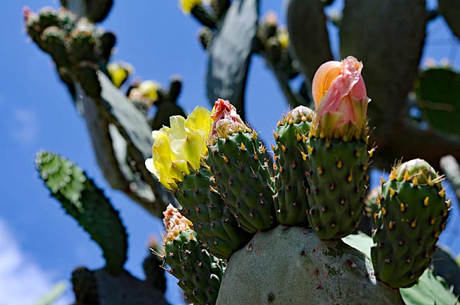 Kos Town in Greece - Blooming cacti right next to the Odeon