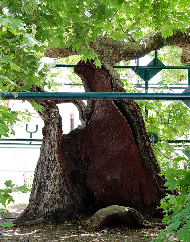 Kos Town in Greece - The Plane Tree of Hippocrates