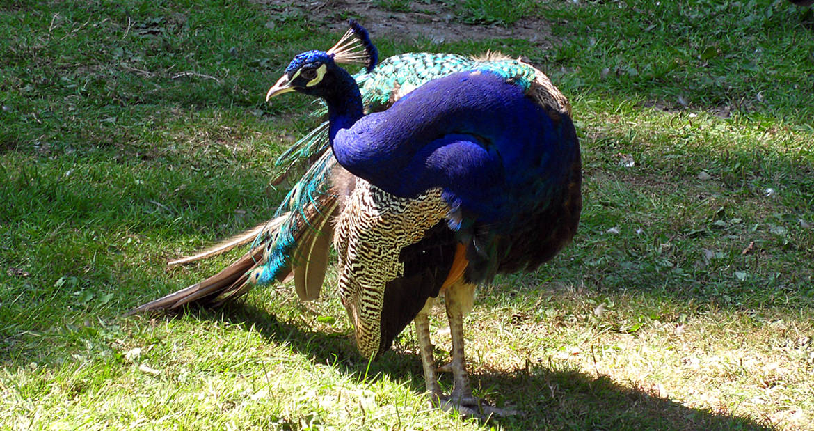Peacock Forest Plaka - Kos Travel Guide - distant places