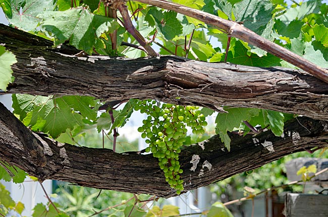 Kos in Greece - Wine is grown in many places on Kos