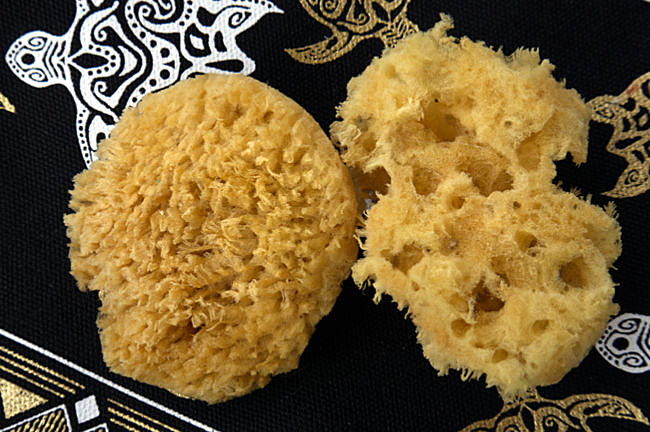 Kalymnos in Greece - Sponges look very different from each other; these two are small