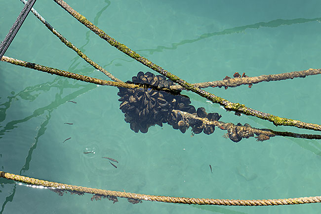 Kalymnos - Another naturally occurring marine product that is popular with humans: mussels