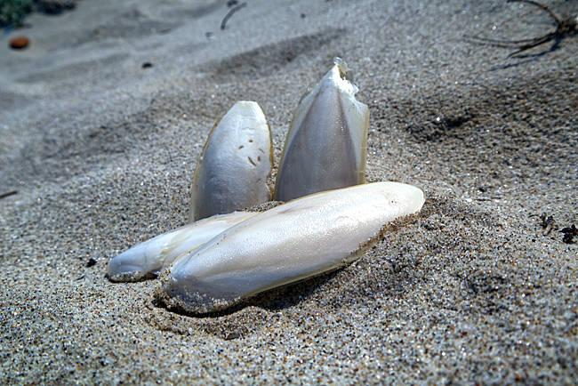 Kos in Greece - A small scene on the beach of Marmari: Cuttlebone