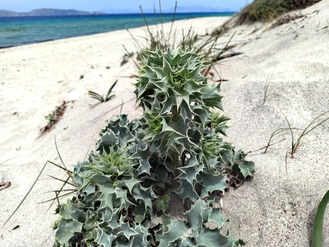 Kos in Greece - beach thistle