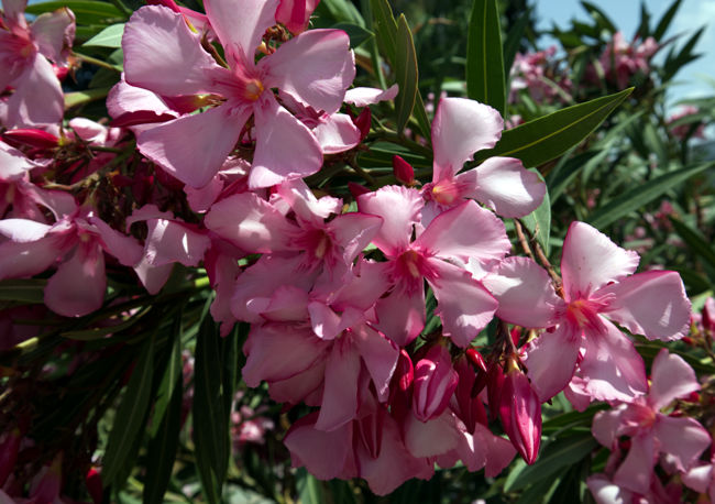 Kos in Greece - Another beautiful sight and a different shade against the blue of the sea: blooming oleander in May