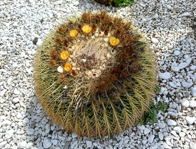 Kos in Greece - cactus