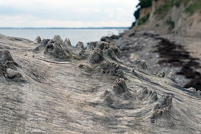 Niendorf - Timmendorfer Strand - abgestorbener Baumstamm am Brodtener Ufer