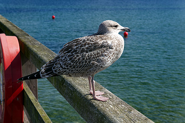 Lübeck-Travemünde - Möwe