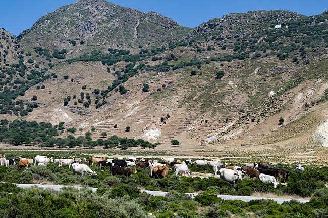 Greece - Nisyros - Stefanos Crater - Cows in the Caldera