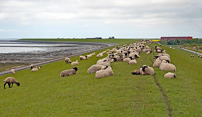 Norden-Norddeich - Sheep on the dike