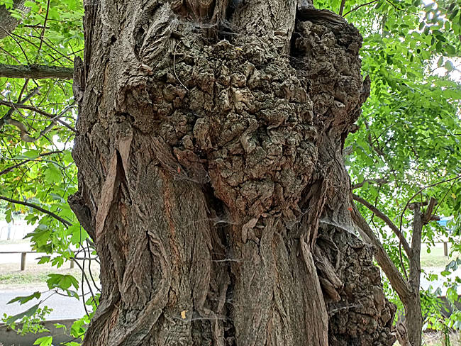 Rostock - Warnemünde - Gnarled tree in the Stoltera nature reserve near Wilhelmshöhe
