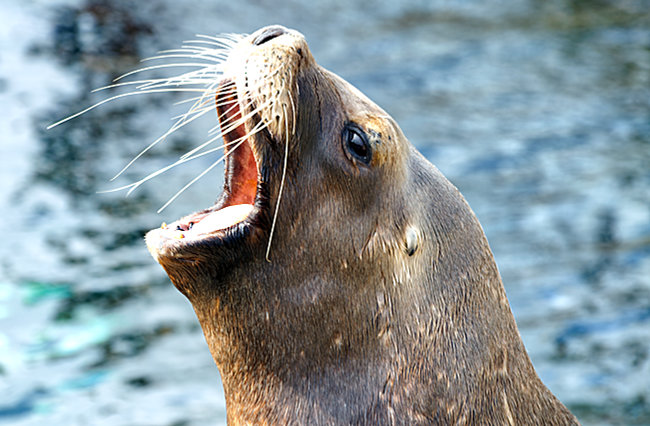 Rostock - Warnemünde - Seal
