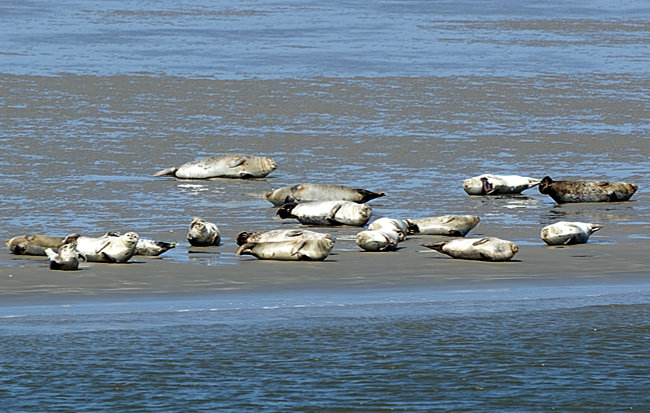 Rostock - Warnemünde - Seals on a sandbank in the Wadden Sea National Park in the North Sea at low tide