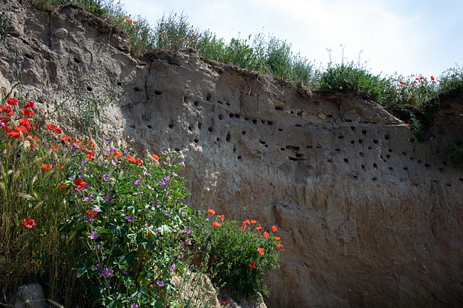 Rügen island - Sand martins nesting on the cliff