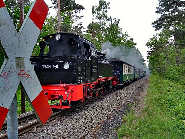 Rügen - The Rasender Roland crosses the path from Göhren to Baabe in the forest