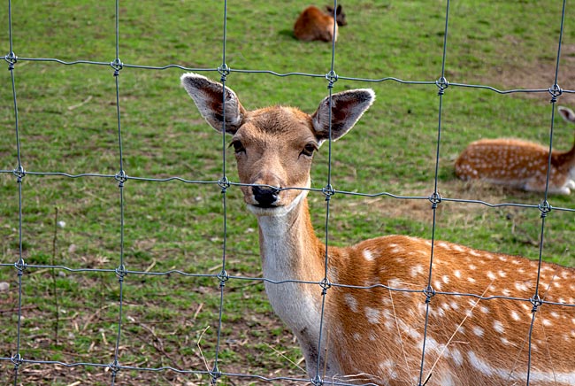 Rügen - Surprising encounter after a steep climb