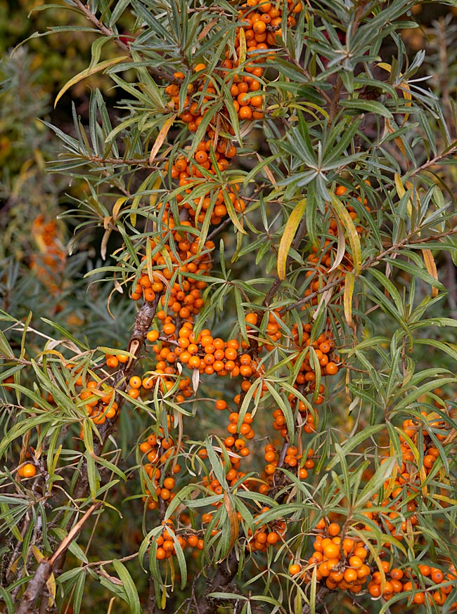 Rügen island - Sea buckthorn bushes at Lobbe