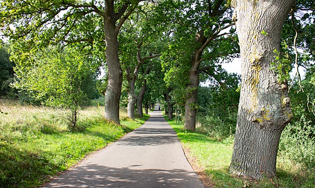 Rügen - Countless avenues lined with old trees stretch through Rügen's landscapes, often visible far across fields and meadows