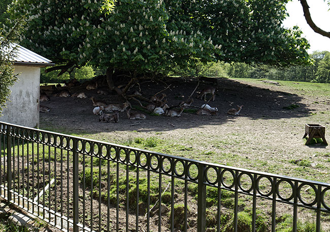 Rügen - Putbus - Next to the castle church, wildlife dozes in the shade of the trees within the enclosure