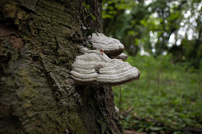 Göhren on Rügen island - Tree fungi in the mostly untouched forest