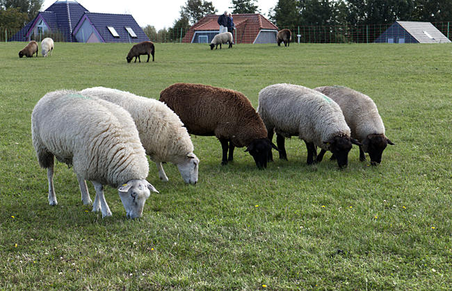 So, who exactly is the black sheep in the family - Schönberger Strand - Probstei