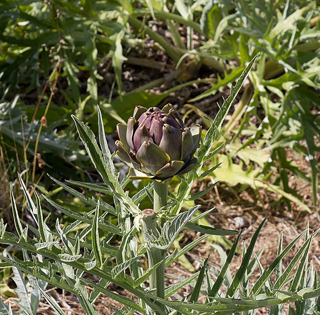 Greece - Symi - This artichoke in the garden of the monastery is not a snack for the visitors