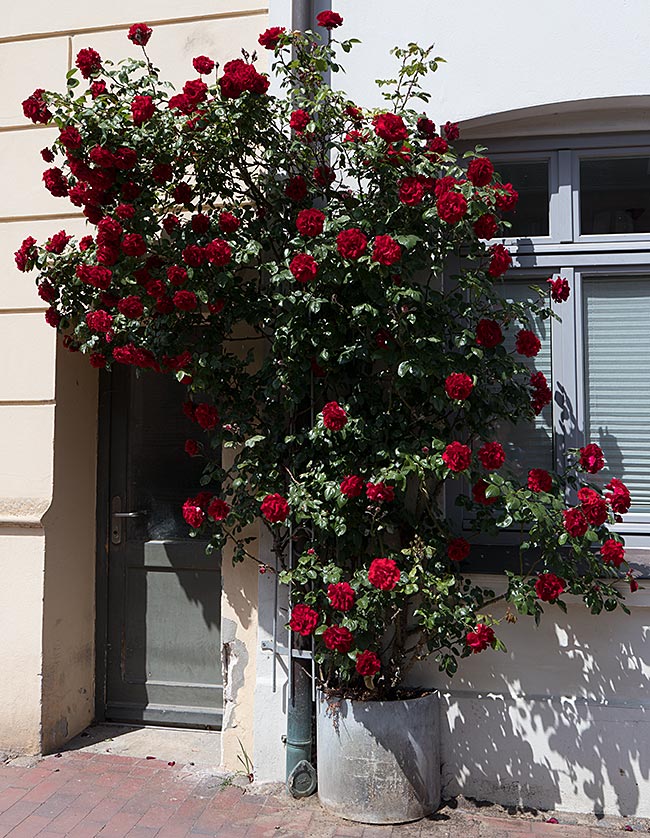 Wismar - blooming red roses