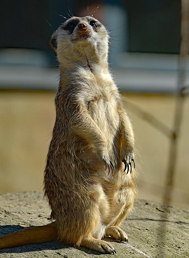 Rostock - Meerkats at the Zoo