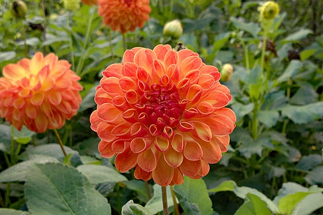 Rhododendronpark in Horn district