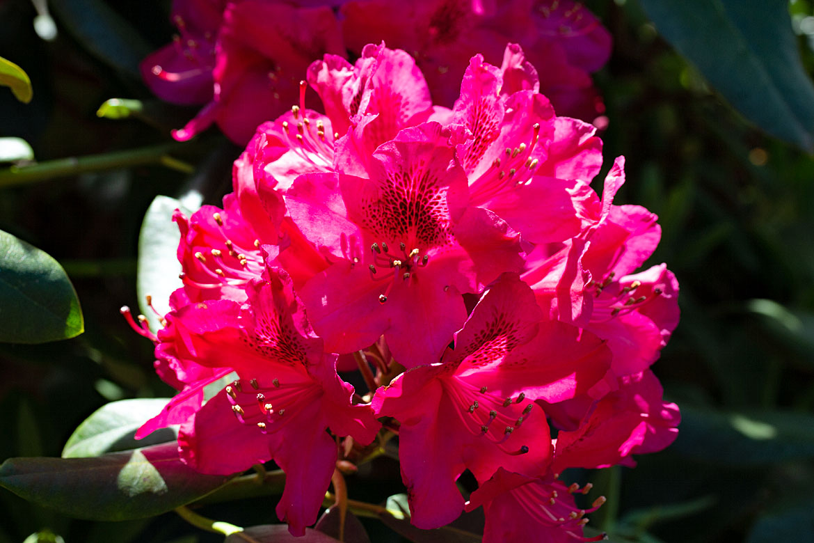 Rhododendronblüte Europa