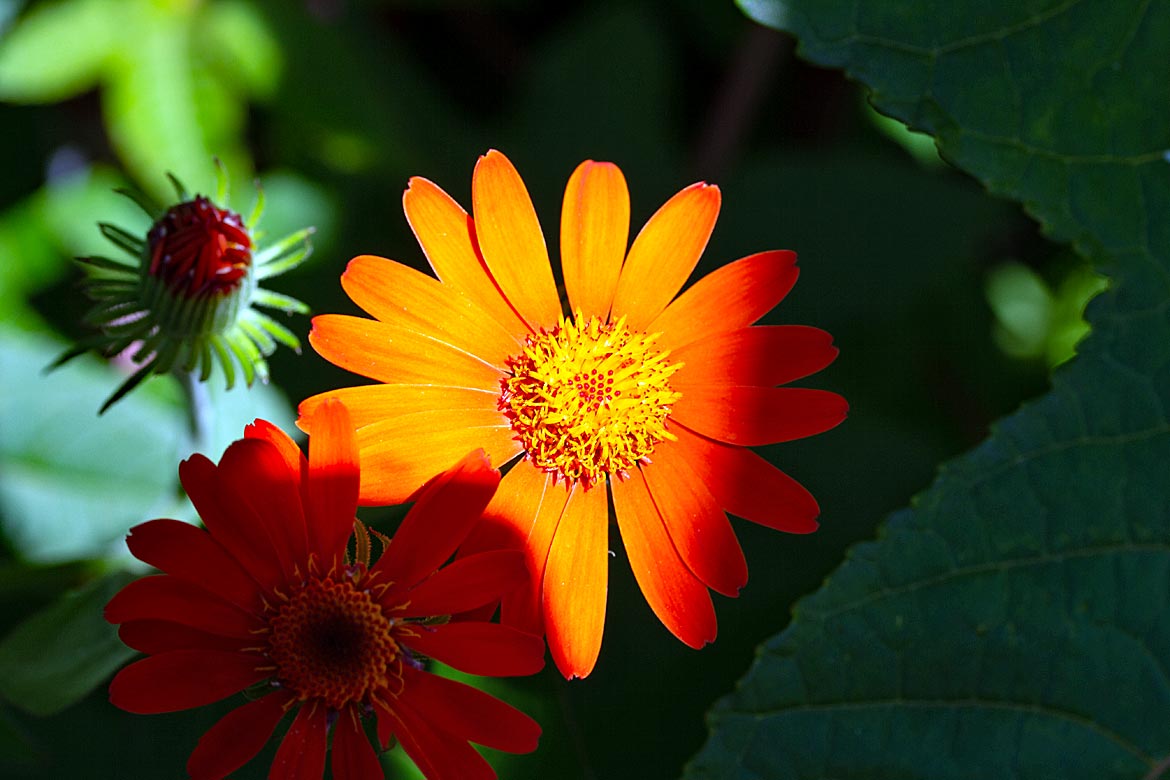 Gerbera im Rhododendronpark in Bremen